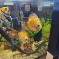 Pesci discus