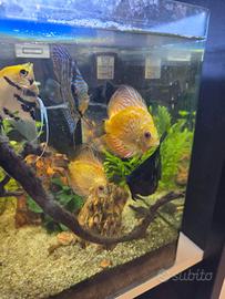 Pesci discus