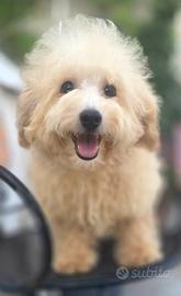 Maltipoo toy