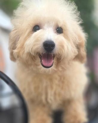 Maltipoo toy