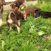 Cuccioli di cane