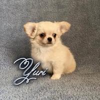 Chihuahua maschio a pelo lungo con pedigree enci