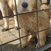 Cucciola dolce da amare