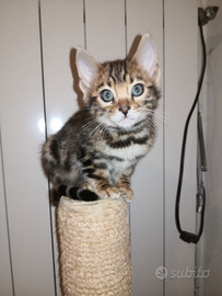 Cuccioli gatti bengala