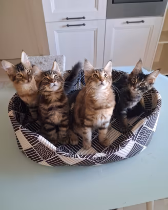 Maine Coon con pedigree