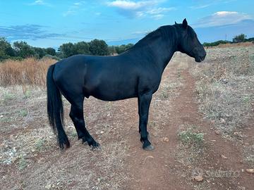 Stallone murgese