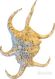 Conchiglia di ragno Harpago Chiragra