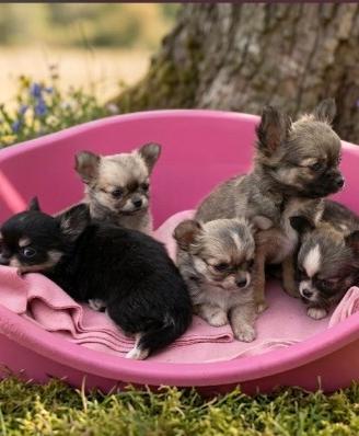 cuccioli di chiwawa Toy 
