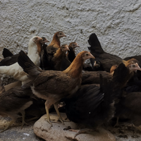 Polli Galli Galline uova