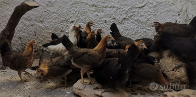 Polli Galli Galline uova