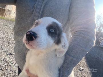 Cucciolo cane meticcio