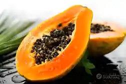 Papaya pianta in vaso altezza 60/70 cm