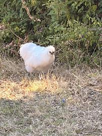 Gallo Moroseta bianco