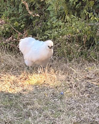 Gallo Moroseta bianco