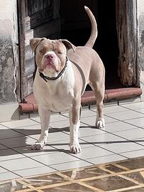 American bully Classic Femmina