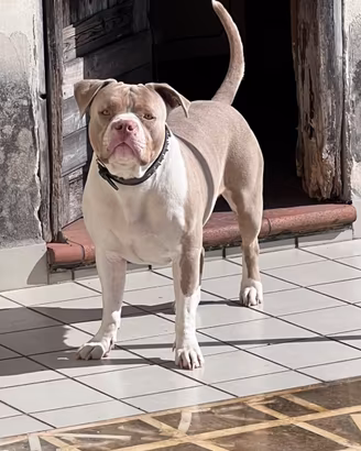 American bully Classic Femmina