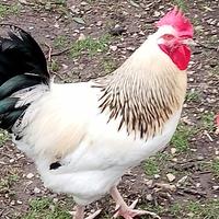 Gallo razza Sussex ermellinato