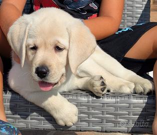 Cuccioli Labrador miele da allevamento
