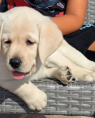 Cuccioli Labrador miele da allevamento