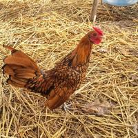 Galli Sebright