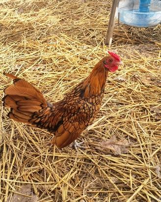 Galli Sebright