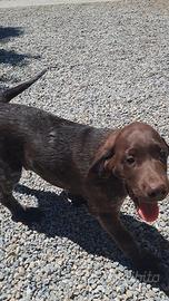 Cuccioli bracco/pointer