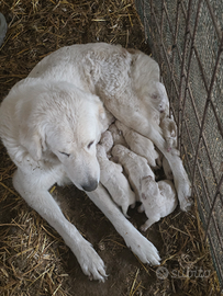 Cuccioli maremmano abruzzese