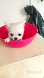 Chihuahua Toy