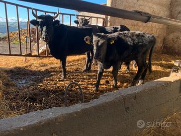 Vacche e vitelli razza Cinisara