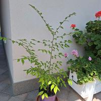 2 Piante di olmo (ulmus minor)
