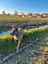 Cane maschio amstaff per monta