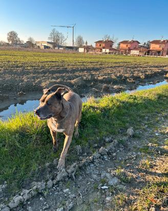 Cane maschio amstaff per monta