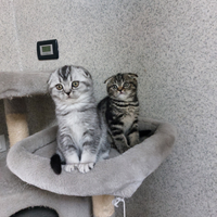 Gattini Scottish Fold