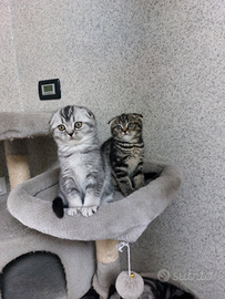 Gattini Scottish Fold