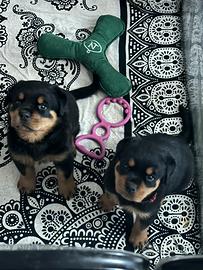 Cuccioli di Rottweiler con Pedigree