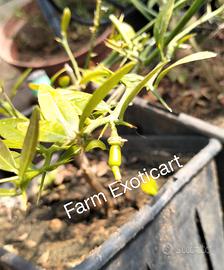 Piante Finger Lime