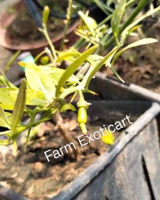 Piante Finger Lime