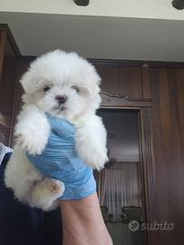 Cucciola di maltese