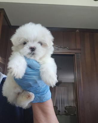 Cucciola di maltese