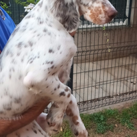 Cucciolo Setter Inglese