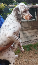 Cucciolo Setter Inglese