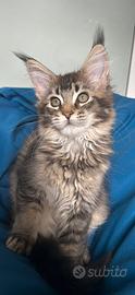Maine Coon