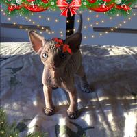 Elfi di babbo natale (sphynx con pedigree)