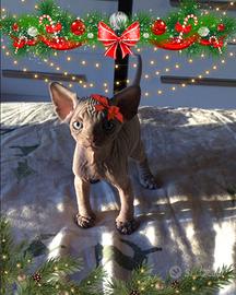 Elfi di babbo natale (sphynx con pedigree)