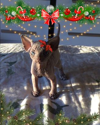 Elfi di babbo natale (sphynx con pedigree)