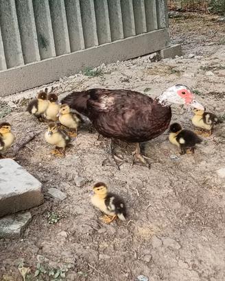 Piccoli di anatra muta
