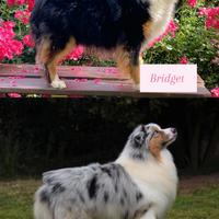 Cuccioli pastore australiano