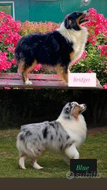 Cuccioli pastore australiano