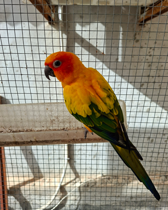 Pappagalli