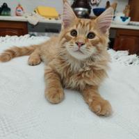 Main Coon